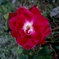 A beautiful light colour red rose flower for roseday and valentine day with black and white background.