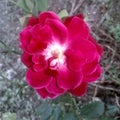 A beautiful light colour red rose flower for roseday and valentine day with black and white background.