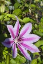 Light and Dark Pink Clematis Nelly Moser Blossom Royalty Free Stock Photo