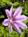 Light and Dark Pink Clematis Nelly Moser Blossom Royalty Free Stock Photo