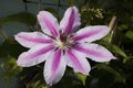 Light and Dark Pink Clematis Nelly Moser Blossom Royalty Free Stock Photo