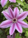 Beautiful Light and Dark Pink Clematis Nelly Moser Flowering Vine Blossom