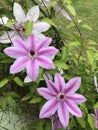 Beautiful Light and Dark Pink Clematis Nelly Moser Flowering Vine Blossom