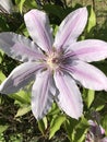 Beautiful Light and Dark Pink Clematis Nelly Moser Flowering Vine Blossom Royalty Free Stock Photo