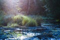 Beautiful light from early summer sun lights up foliage along creek Royalty Free Stock Photo