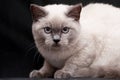 Beautiful light gray cat is sitting