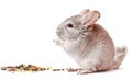 Gray chinchilla on white background, funny animal, chinchilla Royalty Free Stock Photo