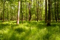 Beautiful light on green forest floor