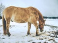 Beautiful light isabella horse in newly fallen snow looking Royalty Free Stock Photo