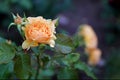 Beautiful light orange rose Royalty Free Stock Photo