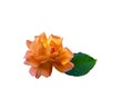 Beautiful light orange rose Westerland with green leaf isolated on white background Royalty Free Stock Photo