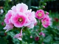 Beautiful light pink.alcea rosea in garden