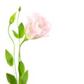 Beautiful Flower with Buds isolated on white / Eustoma ( Lisia