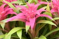 Beautiful light pink flowering tropical Bromelia plant.