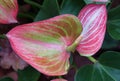 Beautiful light pink and light green pattern on Anthurium Anthfytwal Livium flower Royalty Free Stock Photo