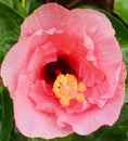 A beautiful light pink hibiscus flower