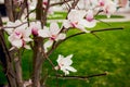 Beautiful light pink magnolia flowers on green grass Royalty Free Stock Photo