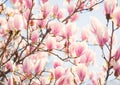 Beautiful light pink magnolia flowers in sunny morning. Shallow DOF. Toned image Royalty Free Stock Photo