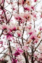 Beautiful light pink magnolia flowers Royalty Free Stock Photo