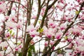Beautiful light pink magnolia flowers Royalty Free Stock Photo