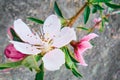 light pink and pink peach flowers on a branch with green leaves in spring in the garden on a blurred gray background Royalty Free Stock Photo