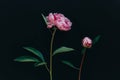Beautiful light pink peonies on a dark background Royalty Free Stock Photo