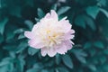 Beautiful light pink peony flower on green background. Pretty artistic organic floral natural theme backdrop. Amazing seasonal