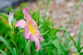 Beautiful light pink purple Daylily flower in a spring season at a botanical garden. Royalty Free Stock Photo