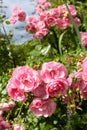 Beautiful light pink rose garden Royalty Free Stock Photo