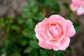 Beautiful light pink rose isolated bloom on blurred green background in the garden close up with copy space on the left side