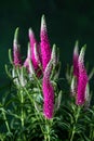 Beautiful light pink spiked speedwell flowers on dark blurred background. Selective focus. Royalty Free Stock Photo