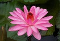 Light pink Tropical night-flowering Waterlily flower Royalty Free Stock Photo