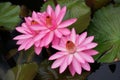 Beautiful light pink Tropical night-flowering Waterlily flower Royalty Free Stock Photo