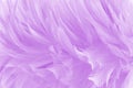 Beautiful light purple bird feathers pattern texture background