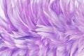 Beautiful light purple bird feathers pattern texture background