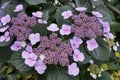 Beautiful light purple color of Lacecap Hydrangea