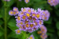 Beautiful light purple color of Tatarian Aster flowers at full bloom