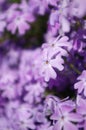 Beautiful Light purple flowers blooming in spring. Phlox subulata flower. Texture background blooming Phlox subulata wildflower. P