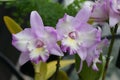 Beautiful light purple flowers of Laeliocattleya Angel Heart \'Nora\' orchids