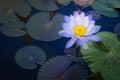 Beautiful light purple lotus flower with leaves in pool on dark Royalty Free Stock Photo