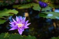 Beautiful light purple lotus flower with leaves in pool on dark Royalty Free Stock Photo