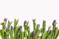 Beautiful light purple tulips with leaves isolated on white background. Spring flowers and plants.