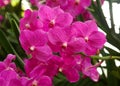 Beautiful light purple Vanda hookerriana orchid flower Royalty Free Stock Photo