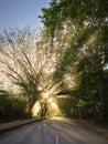 Beautiful light rays through the trees Royalty Free Stock Photo