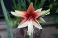 Beautiful light red Amaryllis Hippeastrum hybrid flower at full bloom Royalty Free Stock Photo