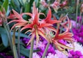 Beautiful light red color of Amaryllis La Paz flowering bulbs Royalty Free Stock Photo