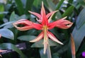 Beautiful light red color of Amaryllis La Paz flowering bulbs Royalty Free Stock Photo