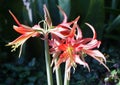 Beautiful light red color of Amaryllis La Paz flowering bulbs Royalty Free Stock Photo