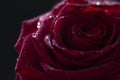 Water drops on a beautiful red rose