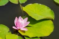 Beautiful light rose water lily or lotus Royalty Free Stock Photo